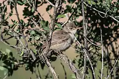 Description de l'image Upcher's Warbler (Hippolais languida) (8079442053).jpg.