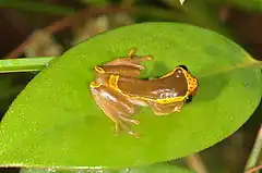 Description de l'image Upper Amazon Tree Frog Dendropsophus bifurcus (14834371804).jpg.