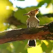 Photographie d'une oiseau à la tête surmontée d'une huppe.