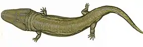 Un long animal ayant la forme d'une salamandre, avec de petites pattes et une large tête triangulaire.