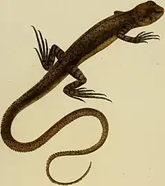 Description de l'image Uranoscodon superciliosus.jpg.