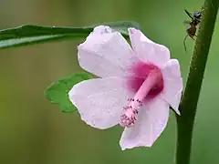 Description de l'image Urena lobata at Kadavoor.jpg.