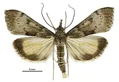 Description de l'image Uresiphita ornithopteralis male LCR.jpg.