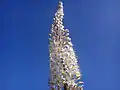 Inflorescence de scille maritime photographiée à Djerba