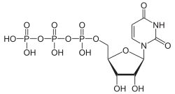 Image illustrative de l’article Uridine triphosphate