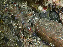 Crevette nettoyeuse de Bruun (Urocaridella antonbruunii)