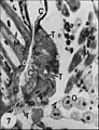 Fig.26 - Uroctea durandi, glande segmentaire du rostre(T) . A, adénocyte ; C, cuticule ;  M, muscle strié ; O, néphrocyte ; S, cellule satellite (noyau).