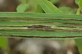 Urocystis bromi sur Bromus inermis.