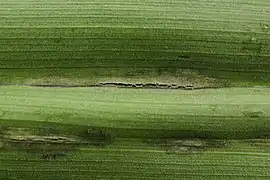 Urocystis colchici sur Colchicum autumnale.