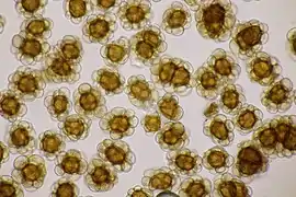 Boules de spores d'Urocystis fischeri.