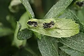 Urocystis floccosa sur Helleborus viridis.