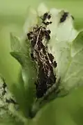 Urocystis ranunculi sur Ranunculus repens.