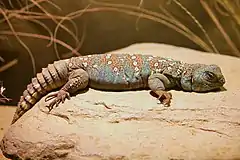 Description de l'image Uromastyx ocellata at the Denver Zoo-2012 03 12 0717.jpg.