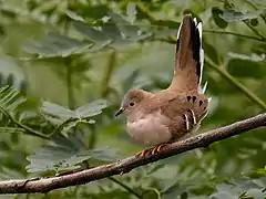 Description de l'image Uropelia campestris - Long-tailed Ground Dove; Corumbá, Mato Grosso do Sul, Brazil.jpg.
