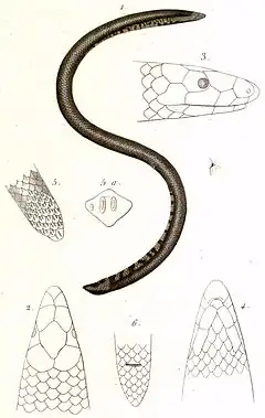 Description de l'image Uropeltis ceylanica (1).jpg.