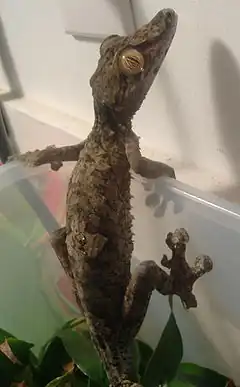 Le Gecko Uroplatus fimbriatus