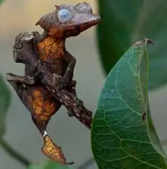 Uroplatus ebenaui, un gecko aisément camouflé dans le feuillage