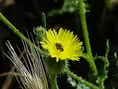 Urosperme fausse PicrideUrospermum picroides