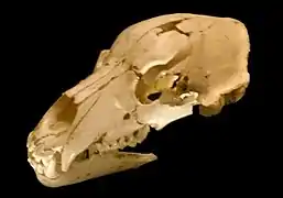 Crâne d'Ursus deningeri †