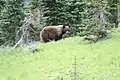 Ours noir dans le parc national du mont Rainier.