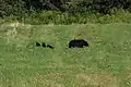 Une ourse avec ses trois oursons