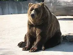 Un ours brun.