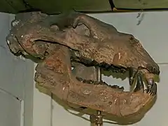 Crâne d'Ursus etruscus †
