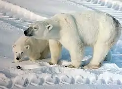 Ours blanc femelle et son ourson à Churchill, au Manitoba. La mère porte une puce RFID dans l'oreille.