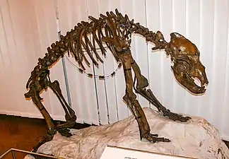 Squelette d'Ursus spelaeus