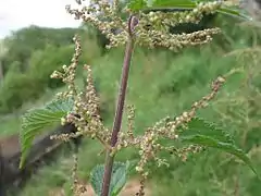 Fleurs mâles