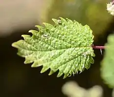 Feuille d'Urtica pilulifera