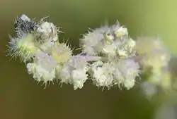 Grappe de fleurs mâles, à l'extrémité inférieure une fleur aux sépales refermés, à la base supérieure une fleur dont les 4 sépales se sont ouverts en libérant 4 étamines couverts de pollen