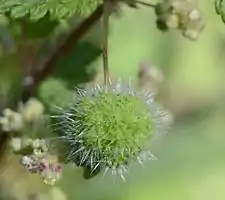 Glomérule de fleurs femelles