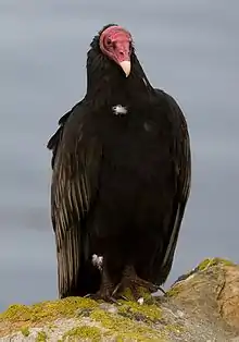 Urubu à tête rouge (Cathartes aura)