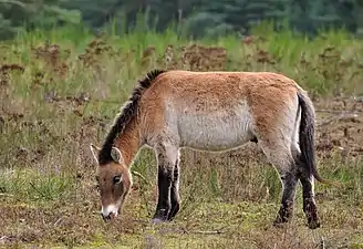 Equus przewalskii