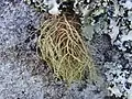 Parmeliaceae :Usnea rubicunda