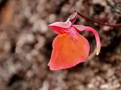 Description de l'image Utricularia Quelchii Mount Roraima.jpg.