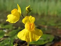 Fleurs d'Utriculaire citrine.