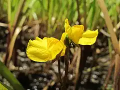 Fleurs de Grande utriculaire.