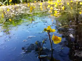 Utriculaire citrine(Utricularia australis)