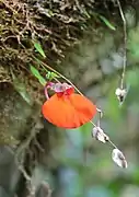 Utricularia campbelliana (utriculaire, espèce carnivore, adaptée aux milieux humides), mont Roraima