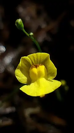 Description de l'image Utricularia gibba flower 01.jpg.