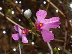 Description de l'image Utricularia multifida 1.jpg.