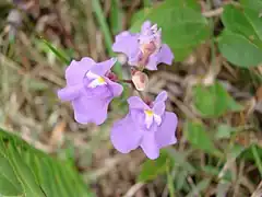 Description de l'image Utricularia tricolor 2.jpg.