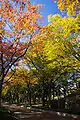 Le Parc Utsubo en automne