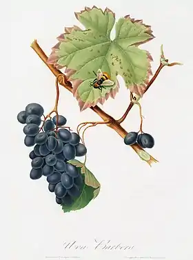 Barbera