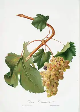 Vermentino