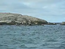 Phoques sur l'île Våskär de l'archipel Koster