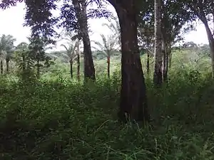 Forêt dégradée de Boura 1