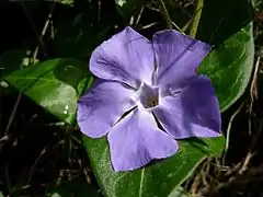 Vinca major, la grande pervenche